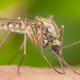 Illustration for article titled Put Your Mind At Ease: 8 Mosquitoes That For Sure Don’t Have Zika